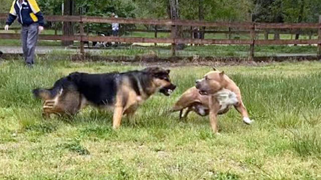 OMG! German Shepherd Attacks Pitbull At Park