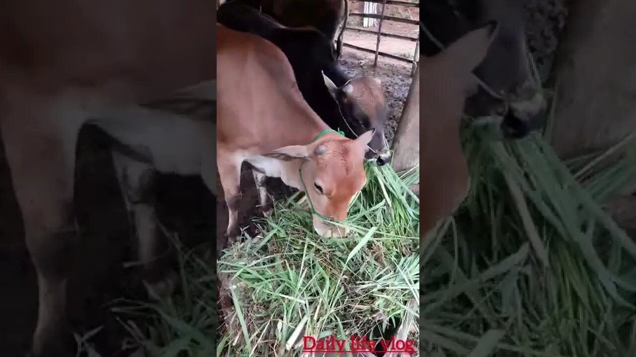 grass-eating cows