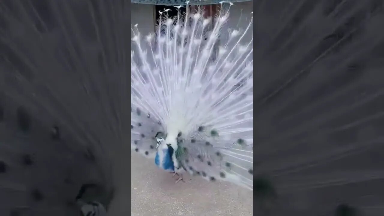 Peacock 🦚 Dancing Viral and Trending Shorts ‎@1 Million Creation #shorts