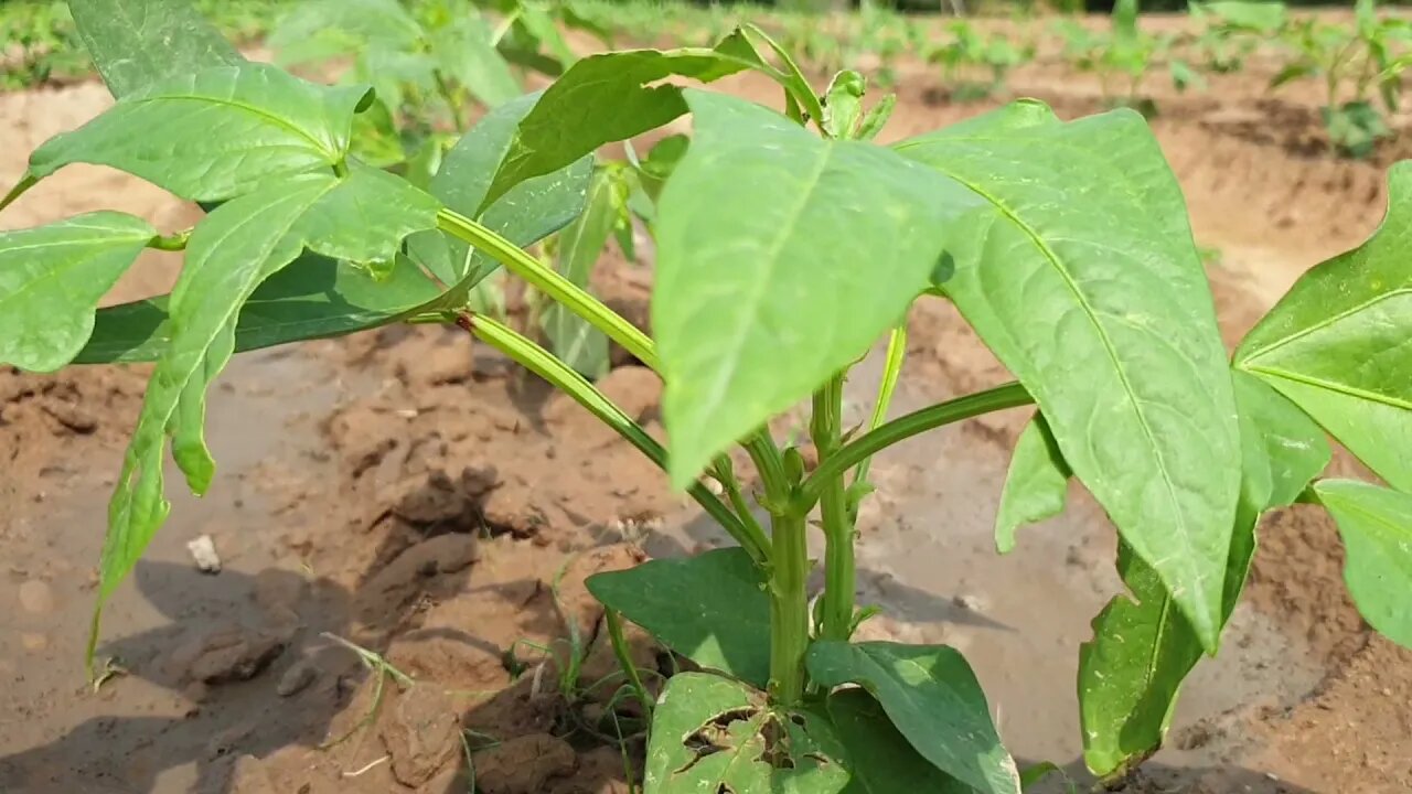 Siem Reap2021, Lifestyle farming in Village / Amazing Tour Cambodia.