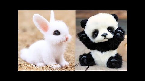 Soo cute! animals video compilation cute moments