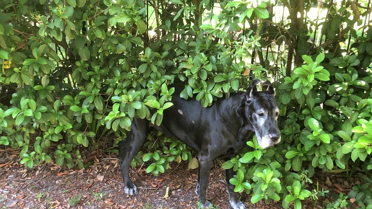 Funny Great Dane Loves To Scratch Her Back On The Fence