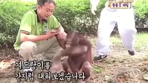 Tickling Orangutans for science