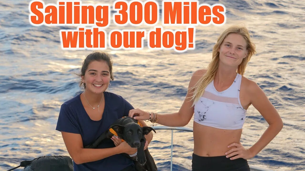 Where does a dog pee at sea?