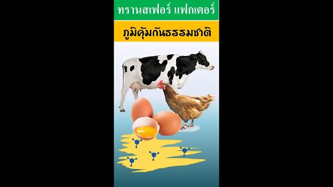 วิทยาศาสตร์ของ 4ไล้ฟ์ ทรานสเฟอร์ แฟกเตอร์