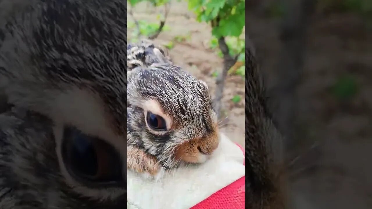 🐇 Baby Bunny found in the Vineyard 🍇