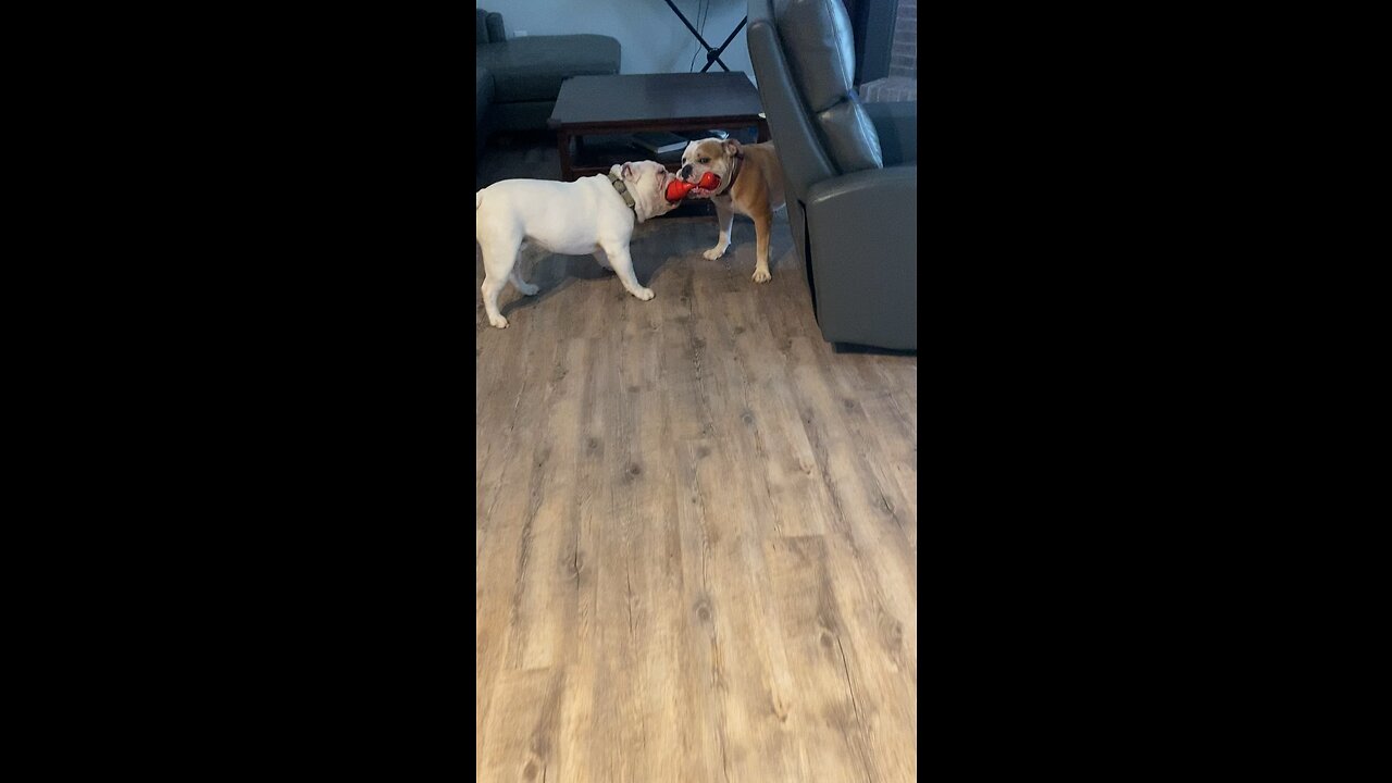 AM Bully Tug Time