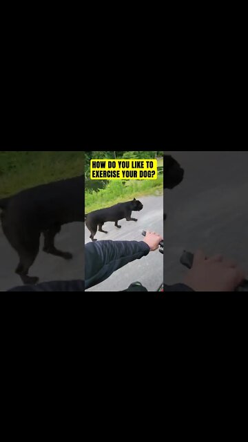 How Do You Like To Exercise Your Dog? #shorts #dog #viral