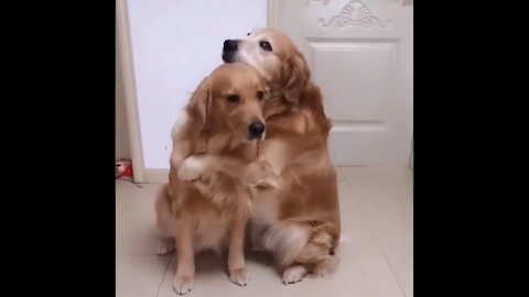 A dog hugging another dog