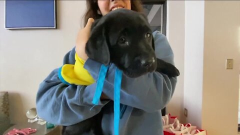 Canine companions land in Clearwater