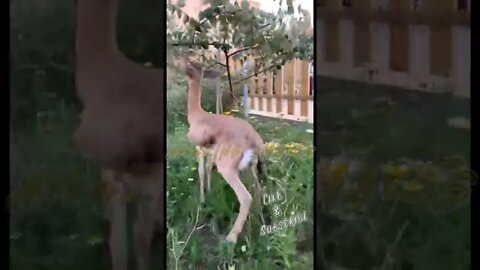 🔥 Amazing Cute Gazelle 02🔥#shorts #short #viral