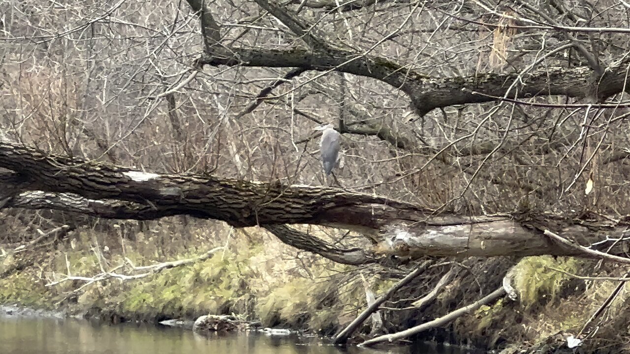 Brown Heron still in town