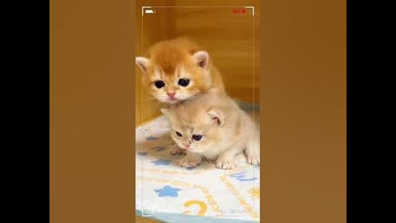 Cute cats video