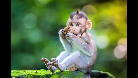 This wild monkey calmly meditates with monks in Thailand