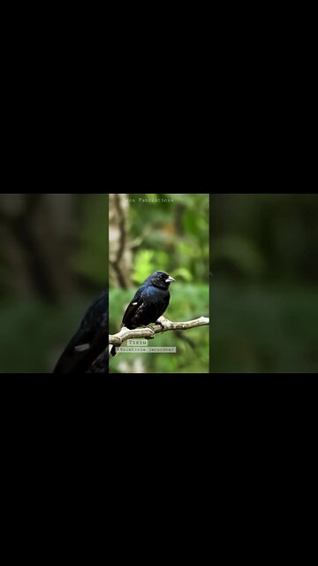 Pássaro Tiziu Cantando!