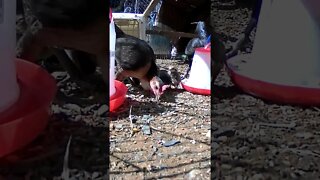 The secret lives of birds. Rooster united with hen and chicks