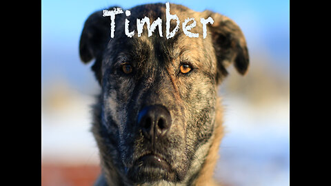 Trailer-Timber