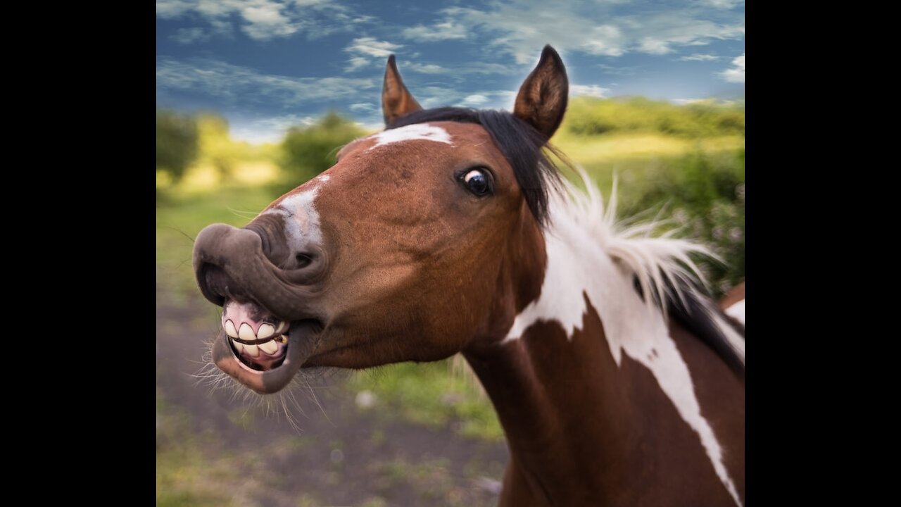 Cute and Funny Horse Videos