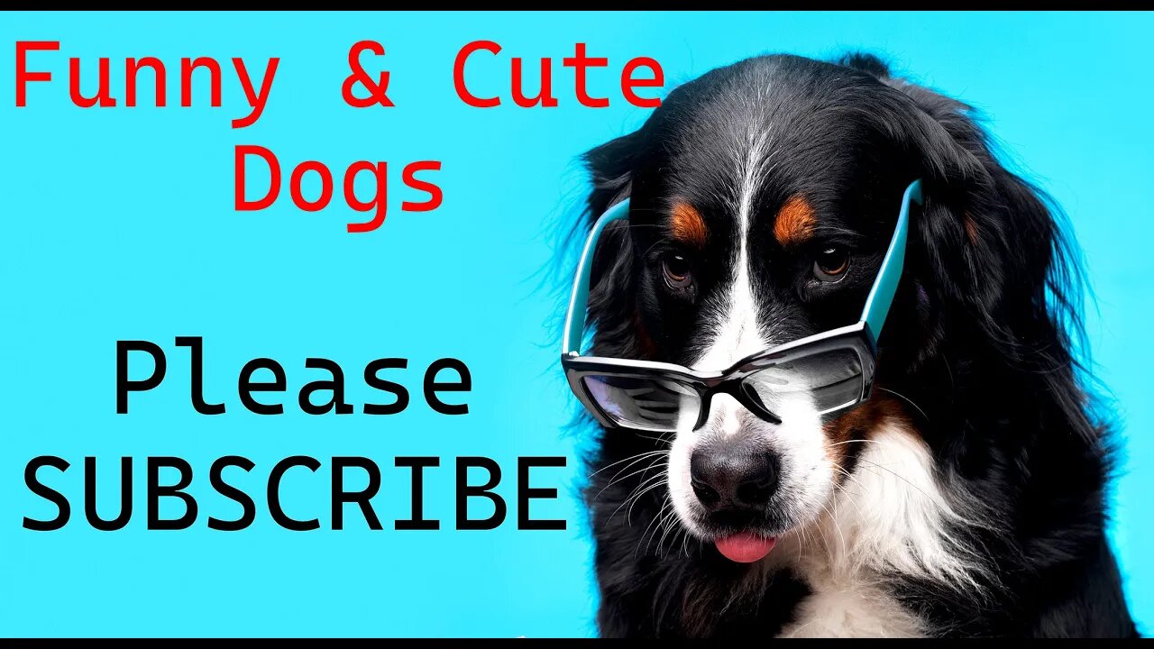 Dogs funny video Try not to laugh video compilation 2022 Cute Dogs