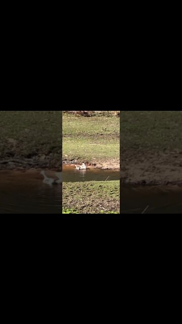 Goose honks after mating. Plus a cute duck