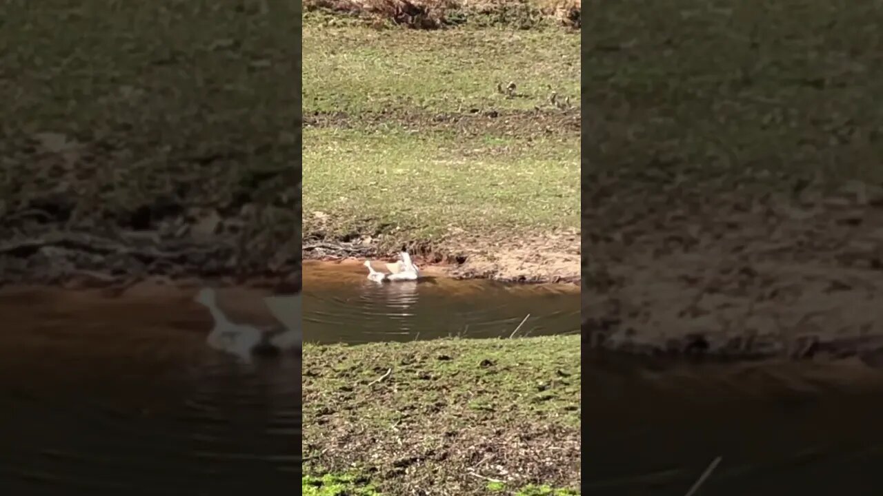 Goose honks after mating. Plus a cute duck