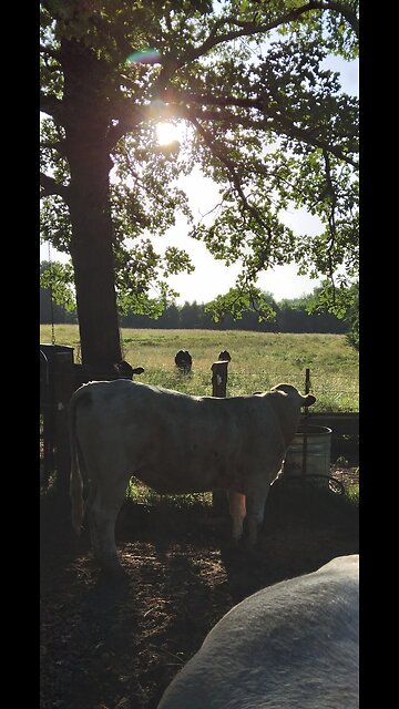 Singing With The Coyotes (my dogs)