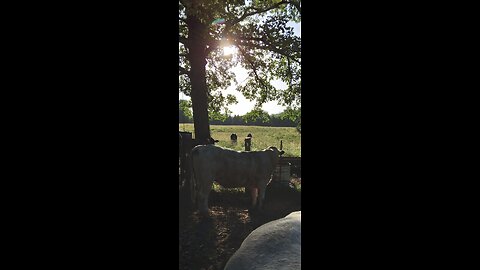 Singing With The Coyotes (my dogs)