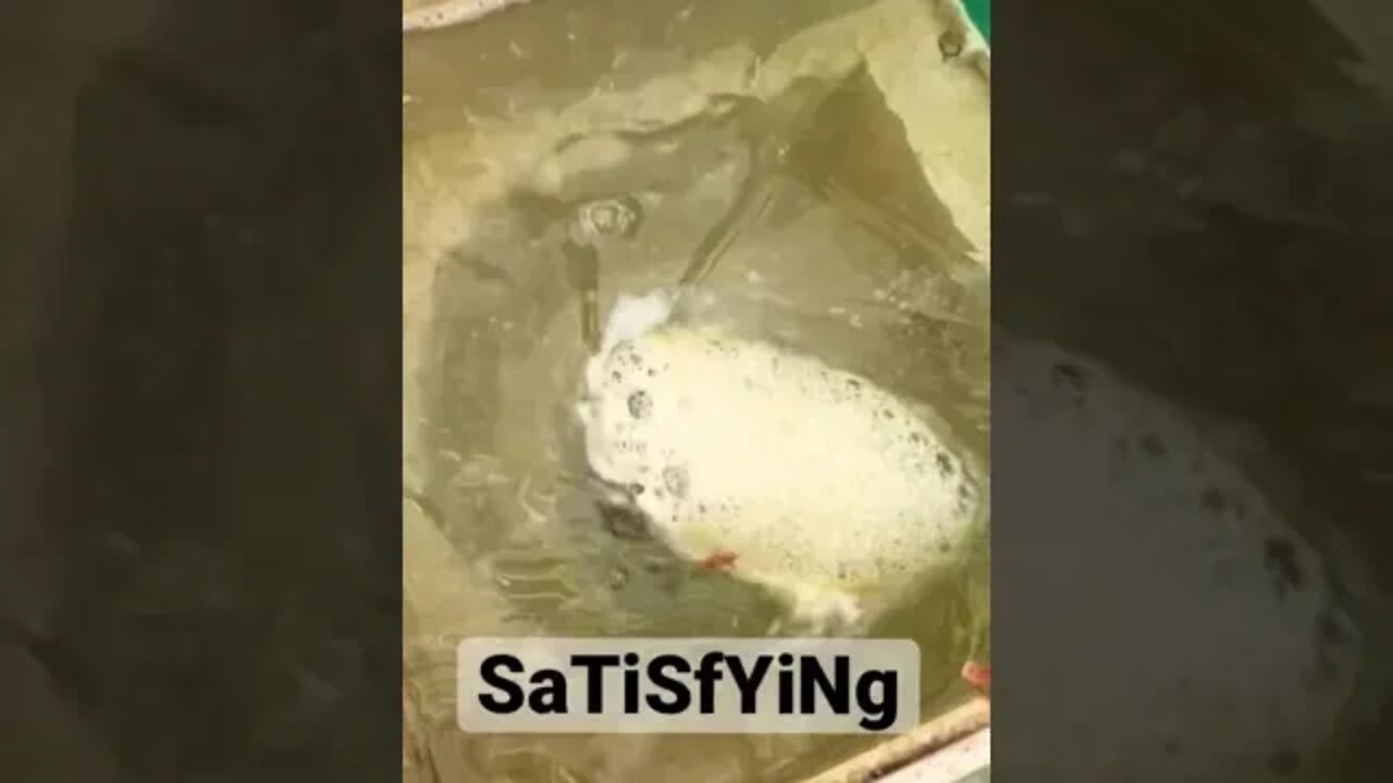 Cleaning Dirty Pool Water *SaTiSfYiNg*