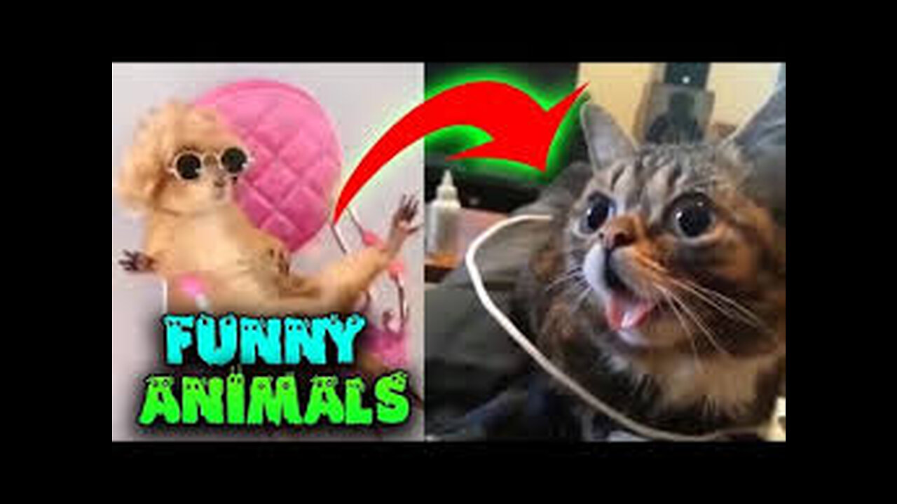 Funny Animals Top 50 Viral Videos Part 5, Funny Dogs Cats Pets And Animals Viral Videos