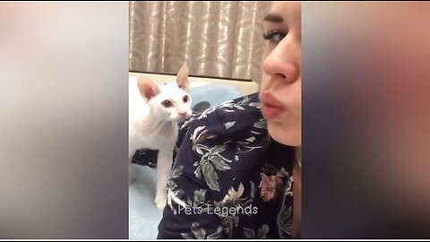 Funny animals🐵🐔🐶🐷 video