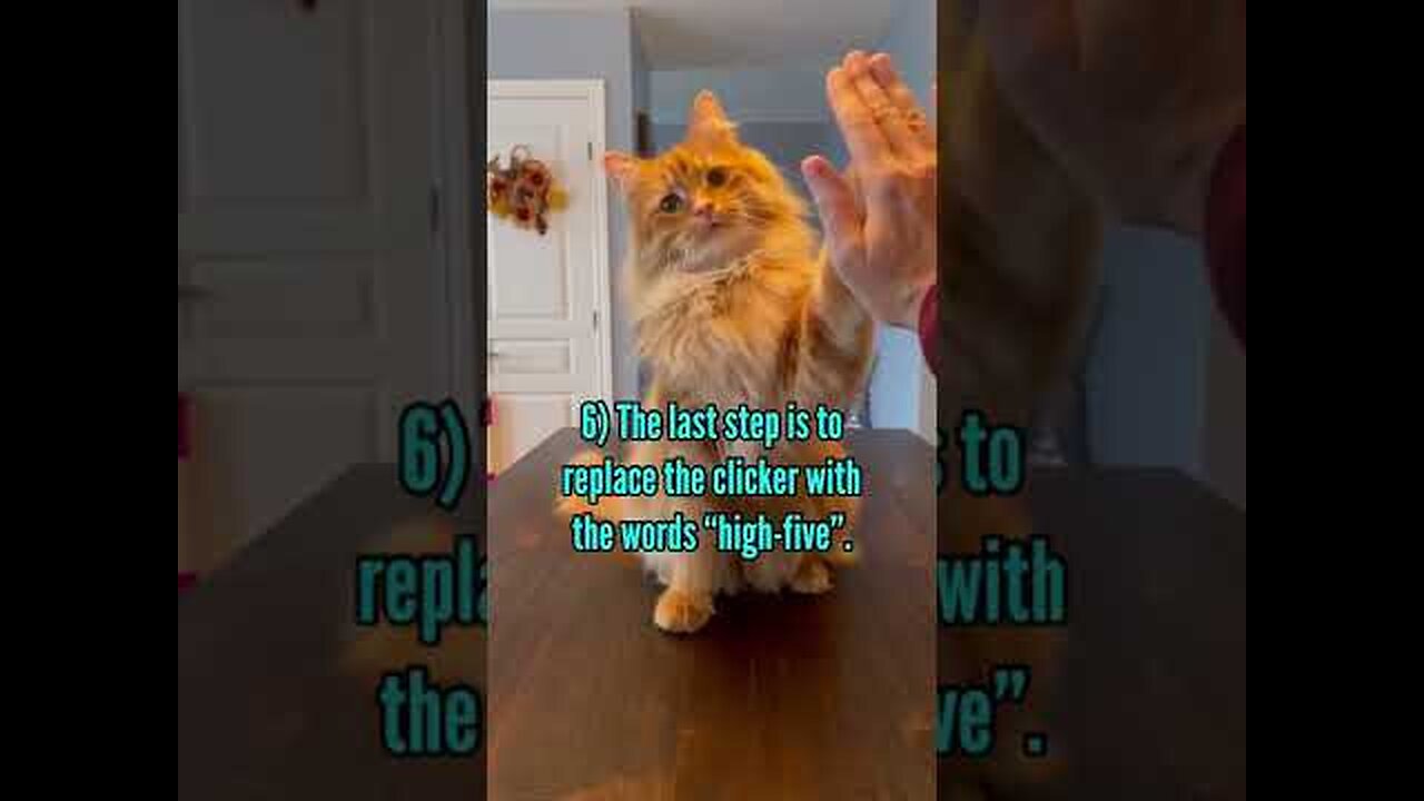 How to teach your cat the high-five in 6 steps.