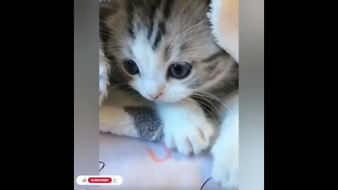 cute cat videos 😹 funny videos 😂1108