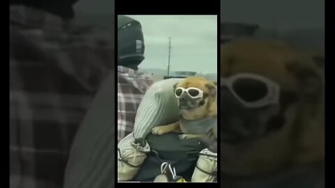 Dog on ride funny style