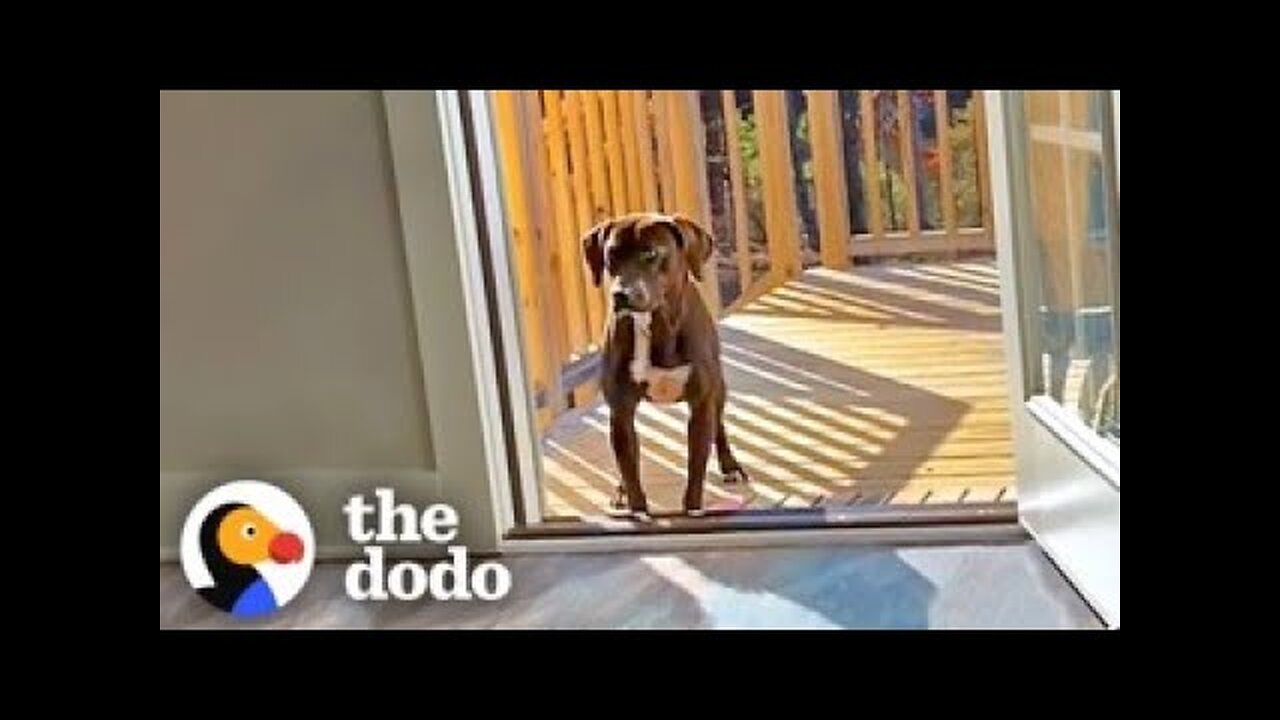 Wandering Pup Stays On Couple's Porch Until They Adopt Her Back