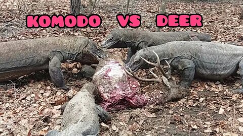 Komodo Dragon Eats Alive Deer 🦌 . The Real Wildlife.