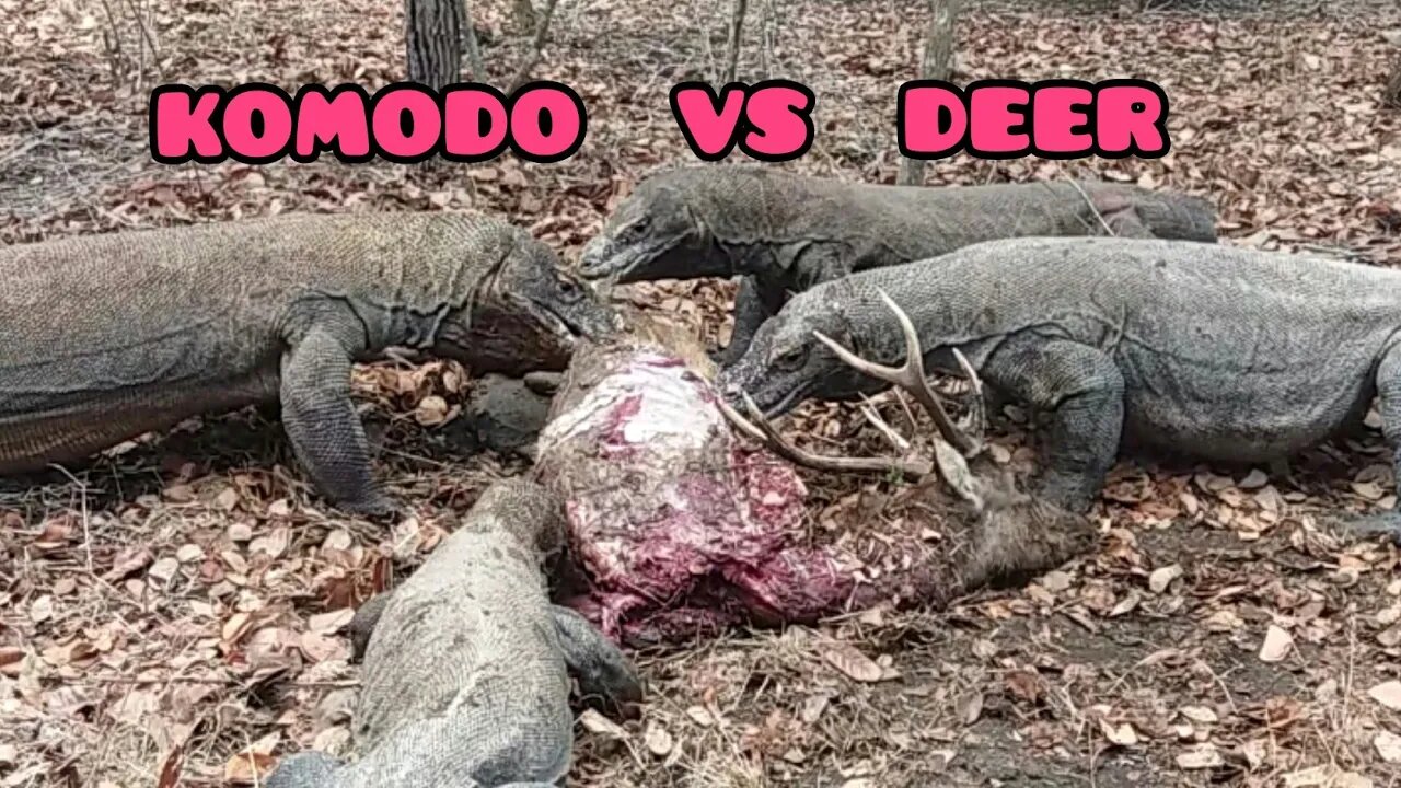 Komodo Dragon Eats Alive Deer 🦌 . The Real Wildlife.