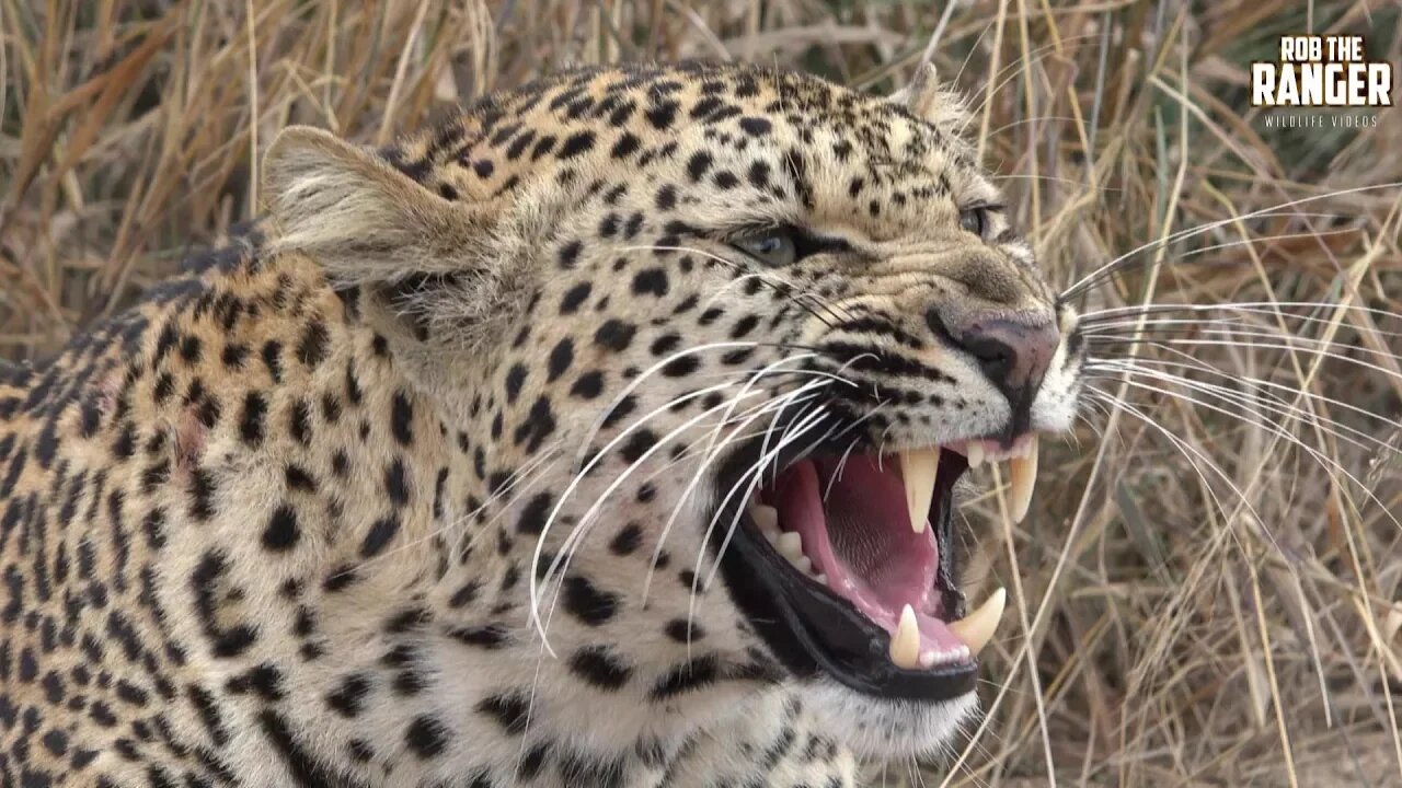 Welcome To Rob The Ranger Wildlife Videos!!