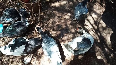 Muscovy Ducks, eating some peas