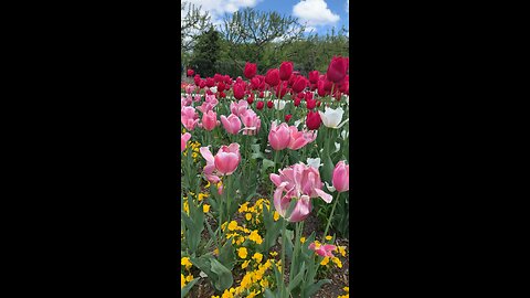 Tulips