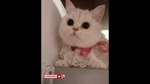 funny cat videos cute cat videos cute animals funny cats #shorts #shortsfunny #cutecat #funnycat