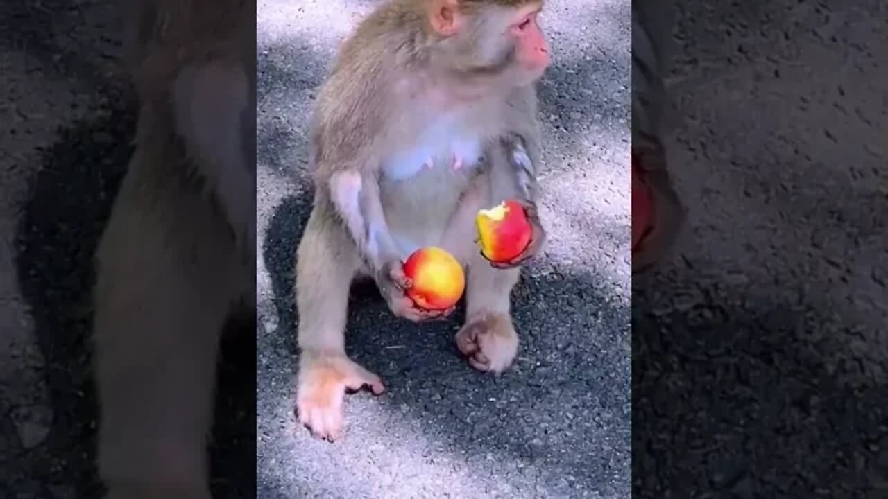 Monkey eating apple #short #youtubeshorts #viral #shortsyoutube