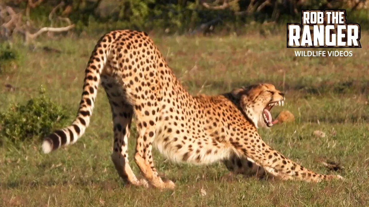 Cheetah Coalition Relaxing | Lalashe Mara Ripoi Safari