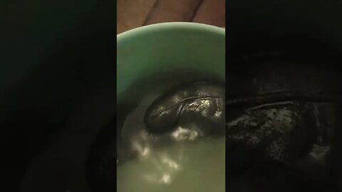 Preparation to make good strong kava the traditionally