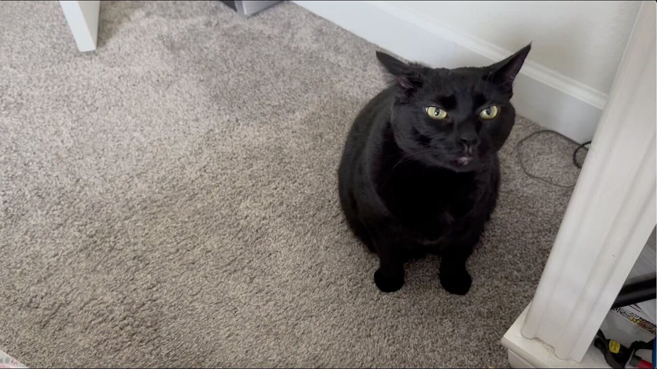 Adopting a Cat from a Shelter Vlog - Cute Precious Piper Guards the White Nightstand