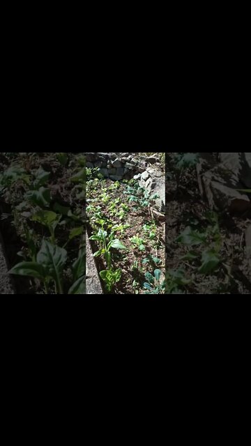 Garden is growing everything is bright green