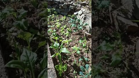 Garden is growing everything is bright green