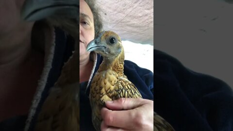 Gold sebright hen learning to be handled