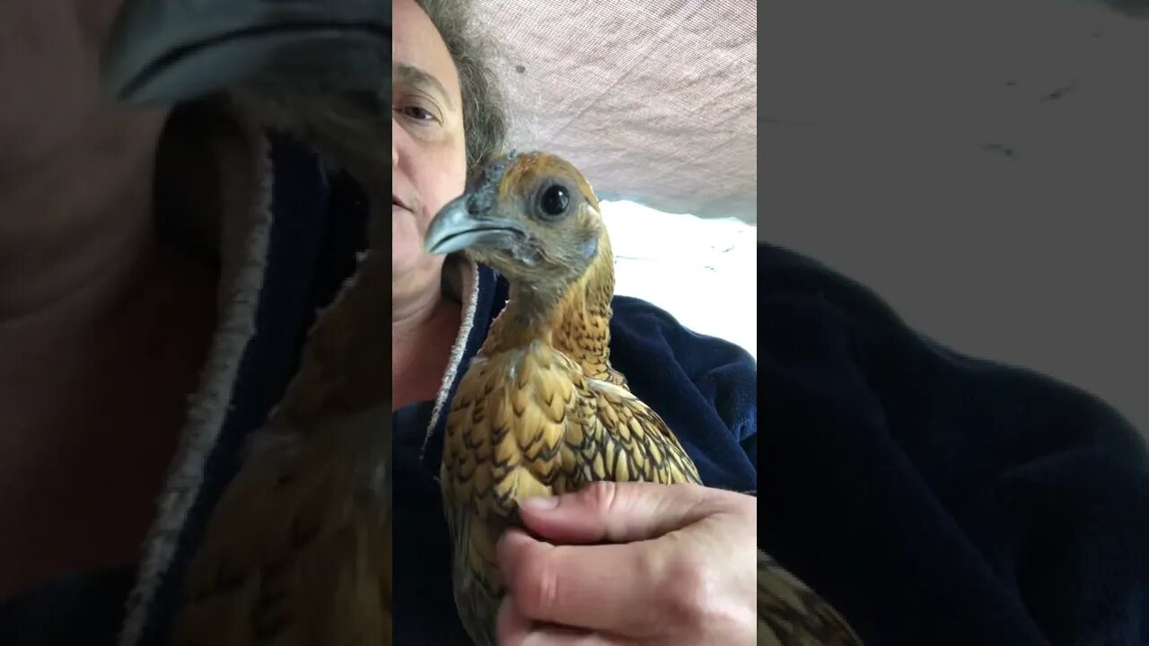 Gold sebright hen learning to be handled