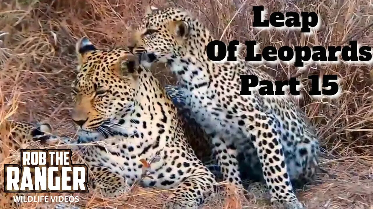 Leap Of Leopards: Mother And Cubs (15): Finishing A Meal And Grooming