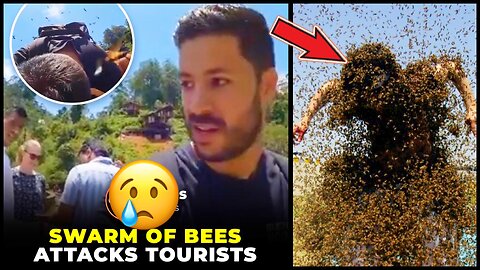 Swarm Of Bees Attacked Tourists